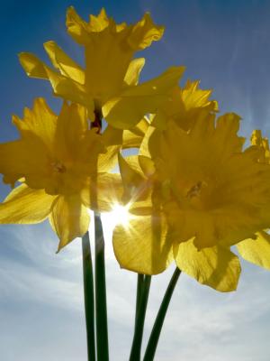 Backlit Daffodil