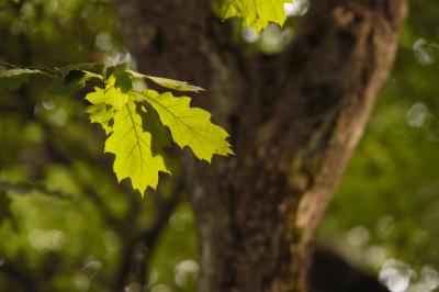 DSC_2561_filtered.jpg