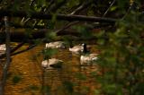 DSC_2910.jpg