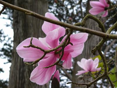 u35/milholland_l/medium/40435941.MagnoliaBlossom.jpg