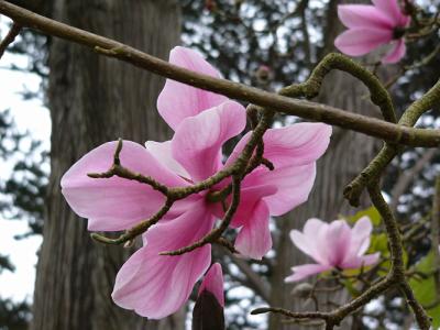 Magnolia Blossom