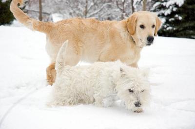 Bongo, the Golden Retriever