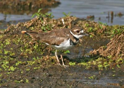 Killdeer close pic1.jpg