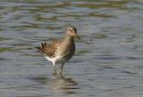 What kind of sandpiper 2.jpg