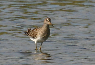 What kind of sandpiper 2.jpg