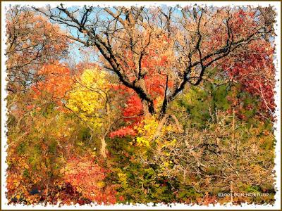 autumn-colors-gp01.jpg