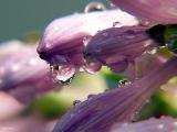 4195-beauty-of-rain.jpg