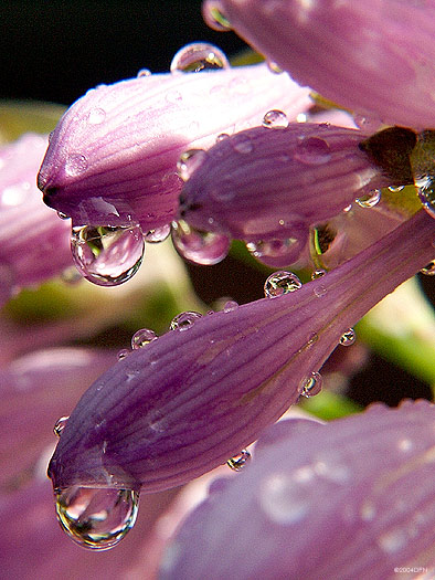 4184-beauty-of-rain.jpg