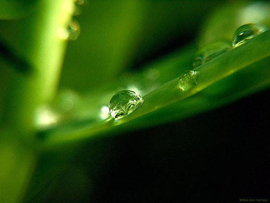 4259-beauty-of-rain.jpg