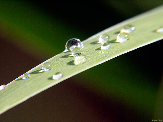 4266-light-gree-plus-drops.jpg