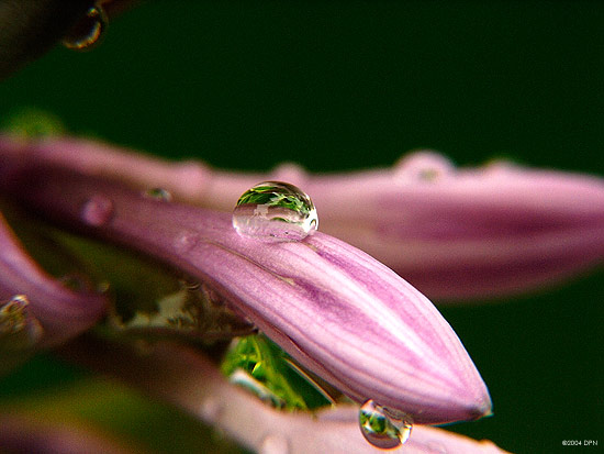3947-beautiful-drops.jpg
