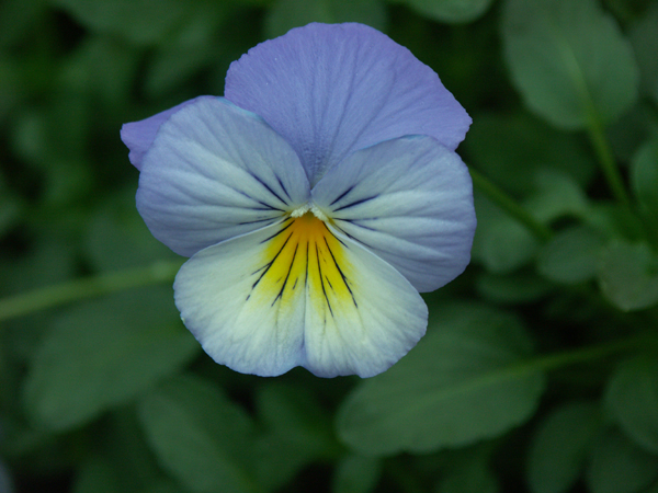 Conservatory Pansy