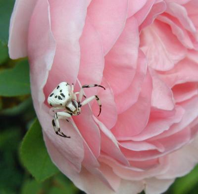 Lilac Rose with crab spider