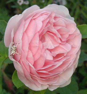 Lilac Rose and crab spider