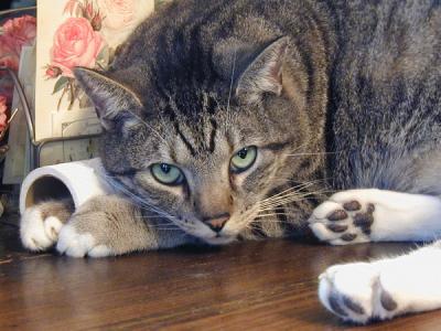 Mr. Minnie with a toilet paper roll on his front leg...I found him like this on top of my desk...