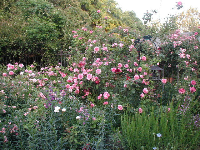 Gertrude Jekyll Rose (Pink)