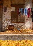 Corn and Washing