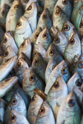 fish marketweb.jpg