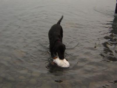 maggie and duck 10-24-04.jpg