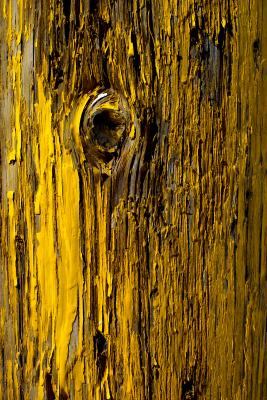 u35/moonlite/medium/40434484.IMG00164yellowwood.jpg