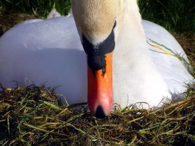 Swan on its nest