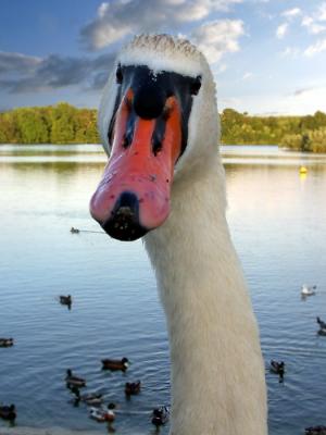 Swan with attitude