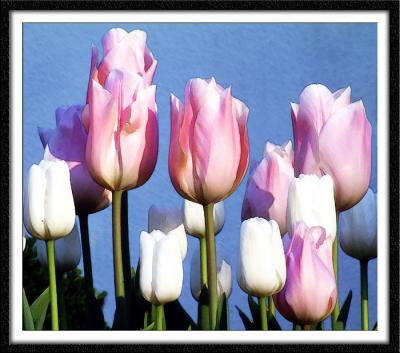 Tulips (2430)