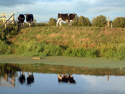 Cows at the river