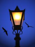Gulls by lamplight