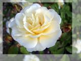 White rose (2042)