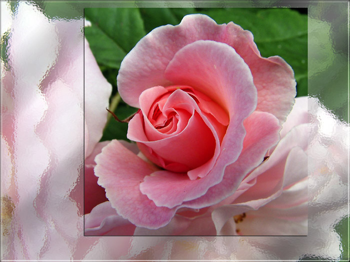 Pink rose (4027)