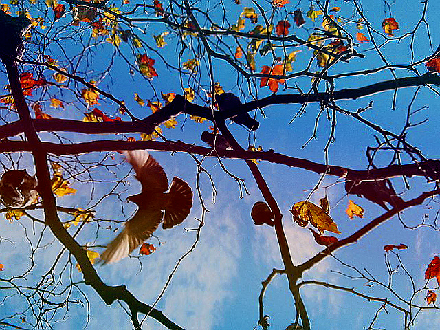  wings in the tree tops

St. Stephen's Green, Dublin