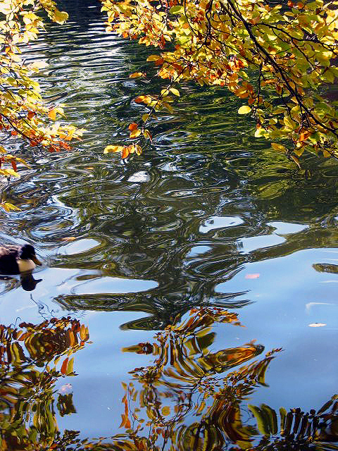  duck coming into the picture

St.Stephen's Green, 
Dublin

  : )