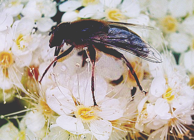 distorted  fly