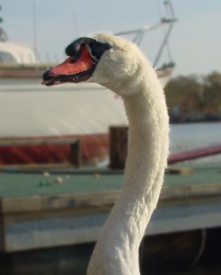 swanclose4.jpg