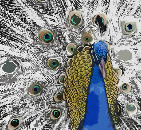 peacock-pen_n_ink_color