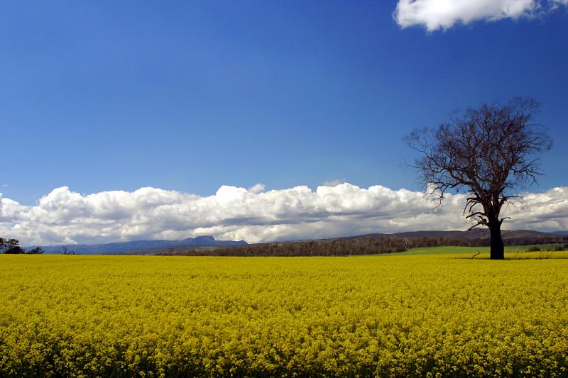 Tasmanian Canola