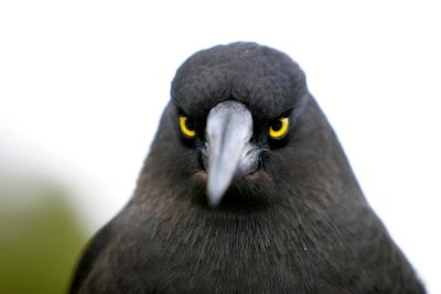 Angry Bird Contemplating our Lunch