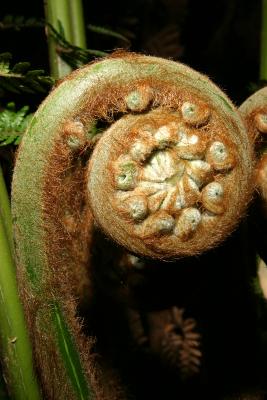 Fern Twirl