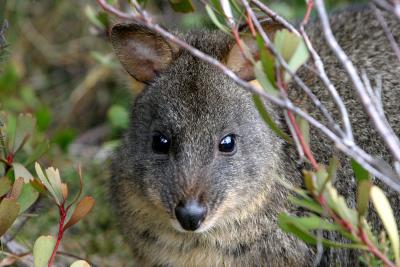 Friendly Pademelon at Cradle Mountain Lodge