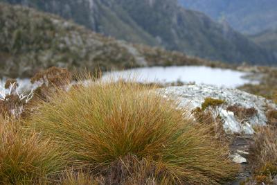 Tussocks Overlooking Lake Hanson