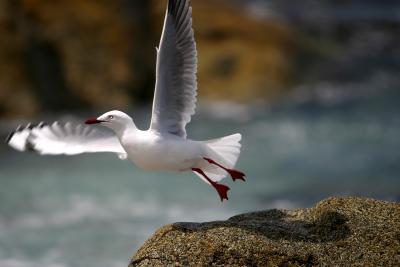 Seagull Taking Flight