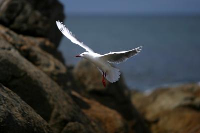 Seagull on Final Approach