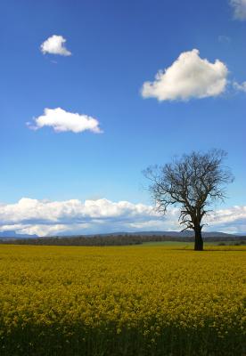 Lone Tree in Tasmanian Canola
