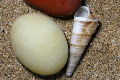 Shells and Rocks in Devonport