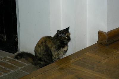 st. sophia - resident cat