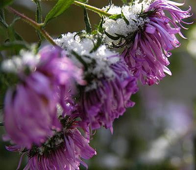 snowy blooms