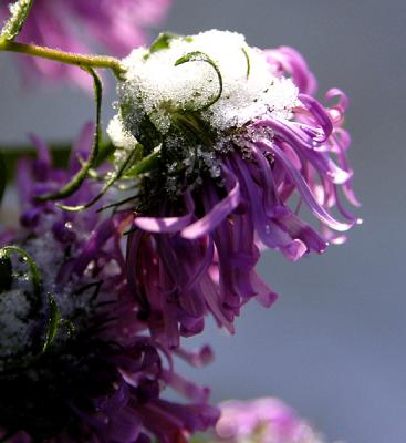 snowy blooms