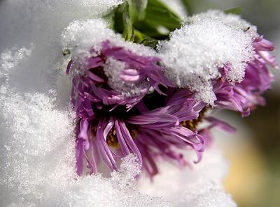 snowy blooms
