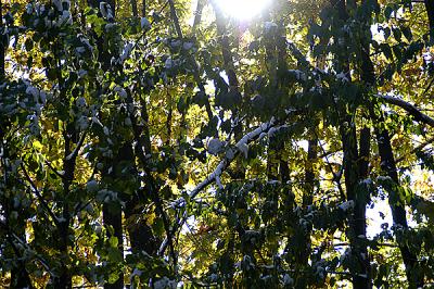 snowy woods